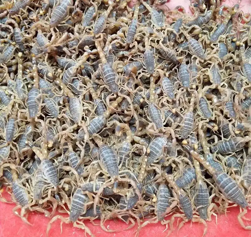 种蝎