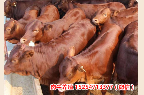 达州市大竹县肉牛犊小公牛养牛厂（今日/价格）
