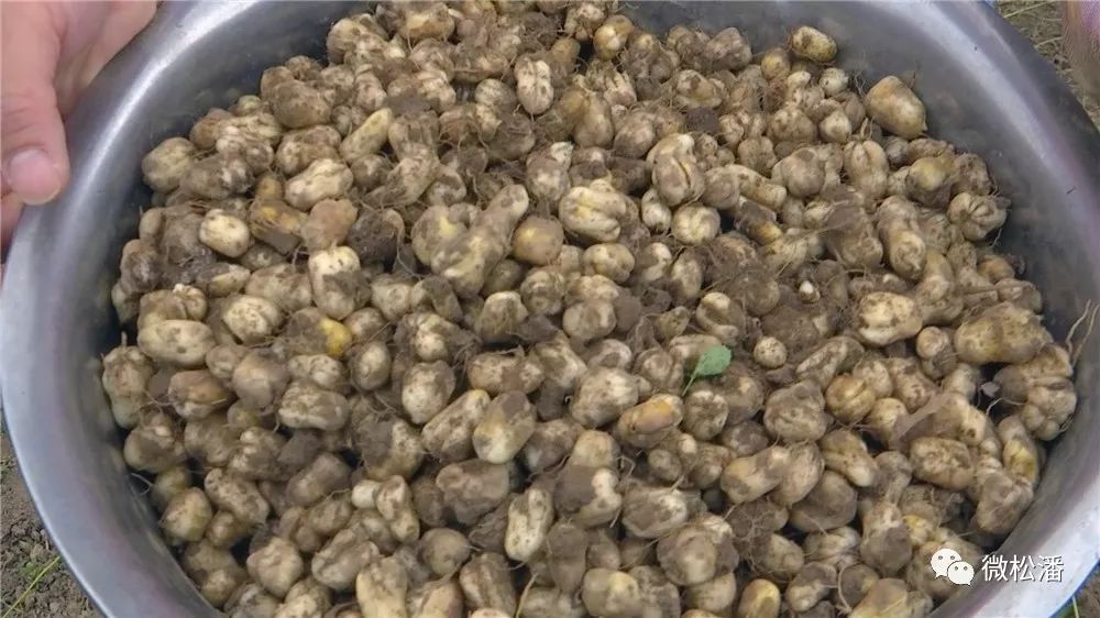 脱贫新路径“企业+合作社+农户”种植瓦布贝母脱贫致富