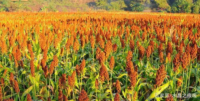 致富高粱种植技术视频_高粱种植致富_高粱种植效益