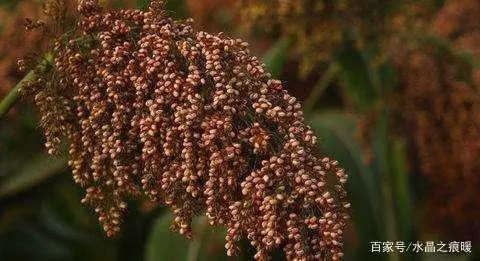 高粱种植效益_致富高粱种植技术视频_高粱种植致富