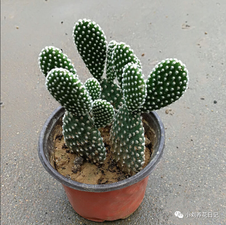 致富水仙种植视频_水仙种植_种植水仙致富