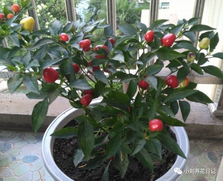 种植水仙致富_致富水仙种植视频_水仙种植