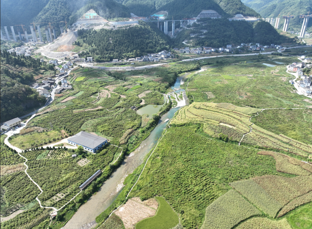 高粱种植致富_高粱种植效益_高粱种植前景怎么样
