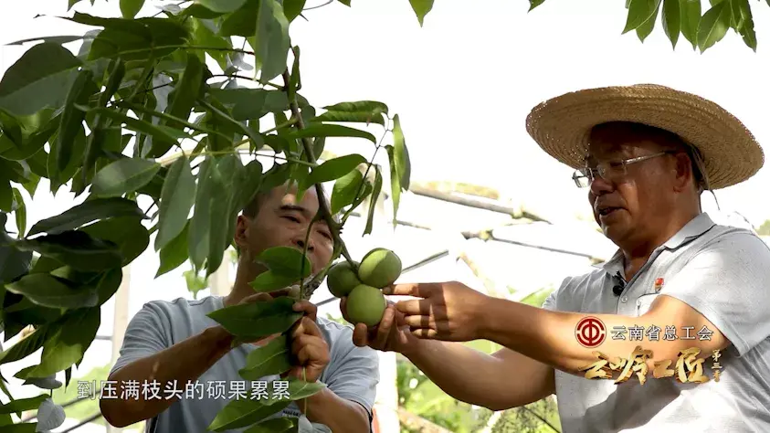 致富经种植核桃_核桃种植收益怎么样_致富核桃种植方法