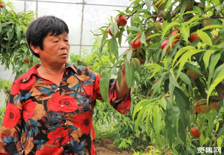 温室大棚油桃的种植管理技术，了解一下