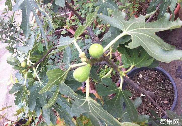 温室大棚油桃的种植管理技术，了解一下