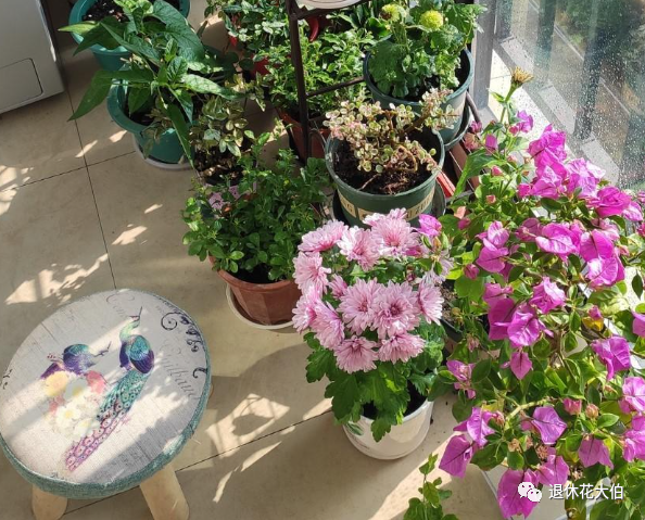 水仙种植技术_水仙种植_种植水仙致富