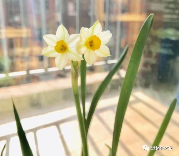 水仙种植_水仙种植技术_种植水仙致富