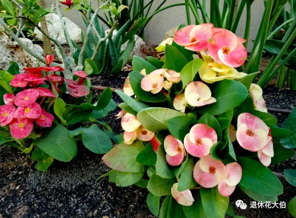 种植水仙致富_水仙种植技术_水仙种植