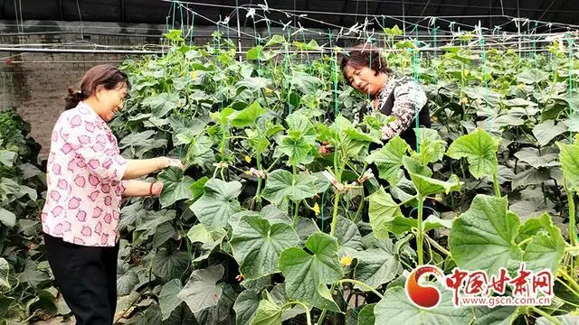 平凉静宁：特色蔬菜有“钱”景 种出绿色致富路