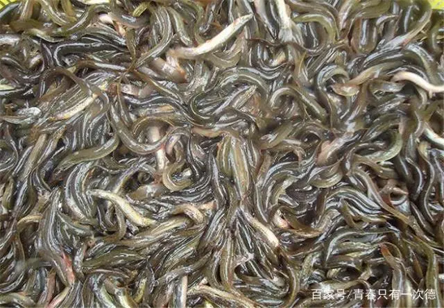 如何提高泥鳅的繁殖速度，需要了解它们的催产技术