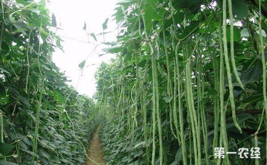 豇豆什么时候种植？豇豆的种植时间和方法