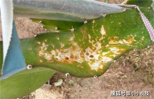 种植火龙果的视频_如何种植火龙_火龙种植技术视频