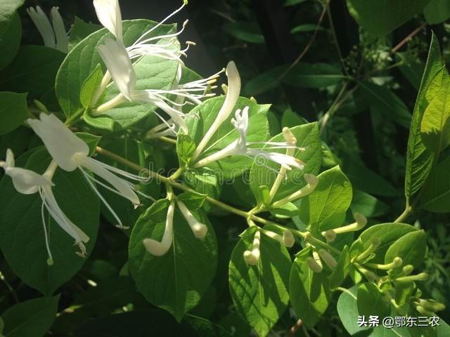 赚钱的种植_挣钱致富能种植草坪吗_种植什么草能致富最快挣钱