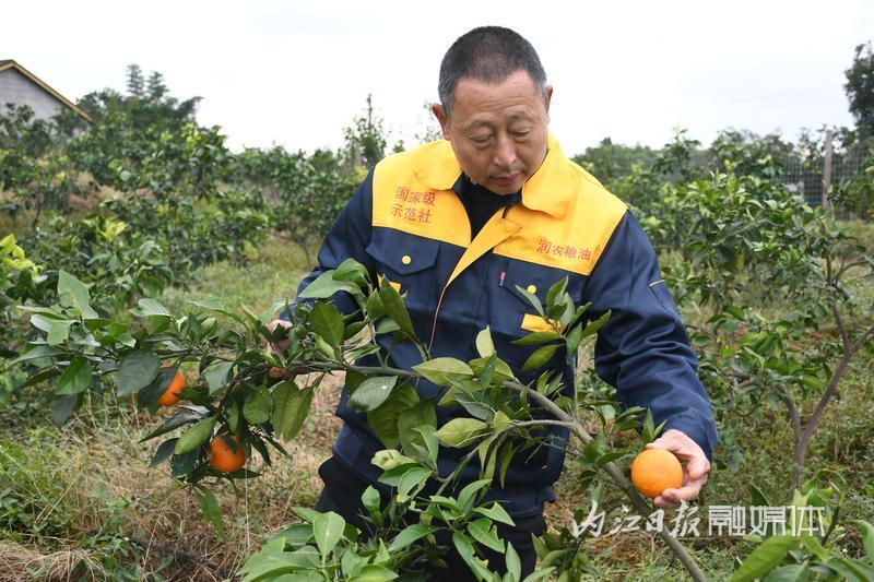 蘑菇致富有新招_蘑菇种植致富模式_蘑菇致富种植模式是什么