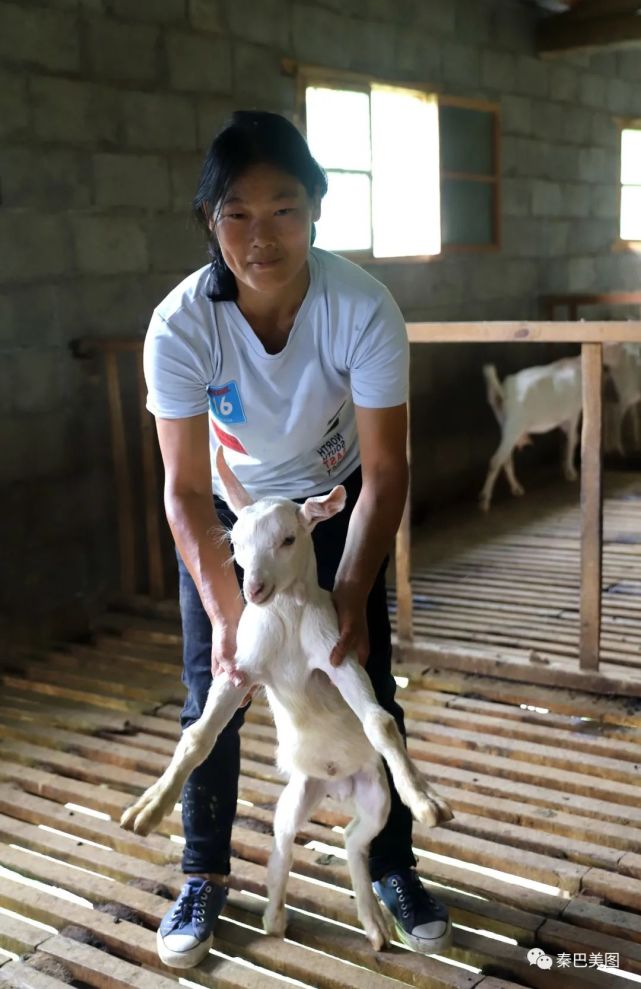 养公奶牛挣钱吗_养公奶牛的利润_致富经养奶公牛