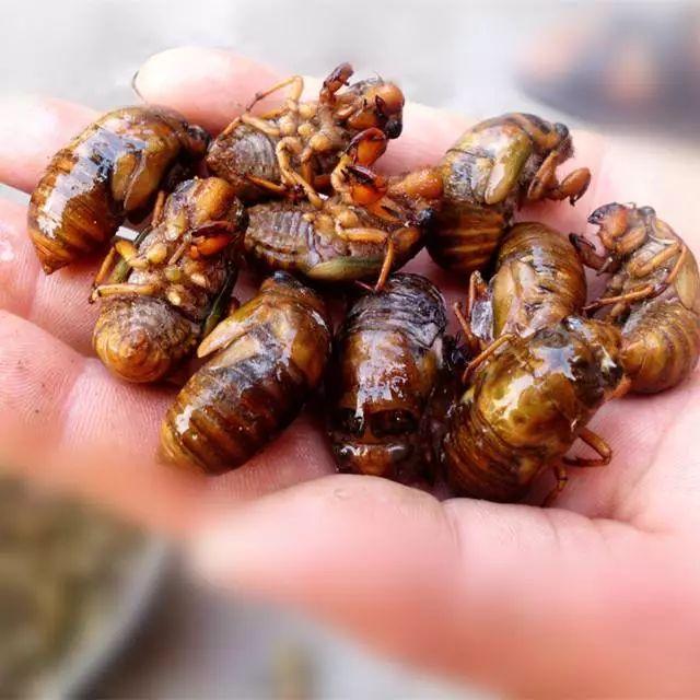 蟾蜍怎么养殖技术_蟾蜍怎么养殖技术_蟾蜍怎么养殖技术