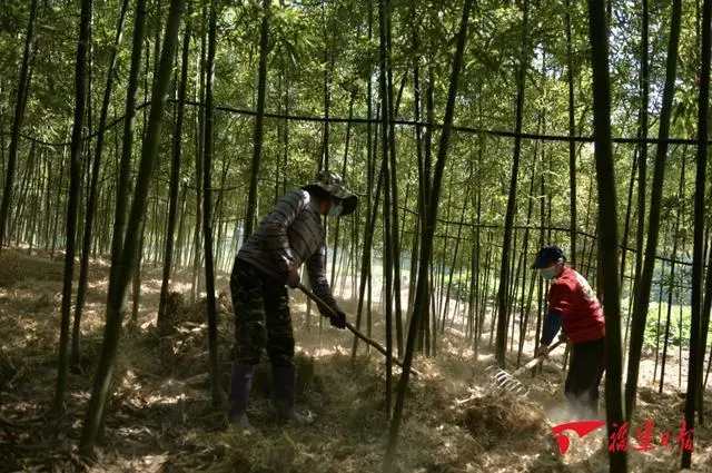 建瓯：一根竹子“亿元”收获