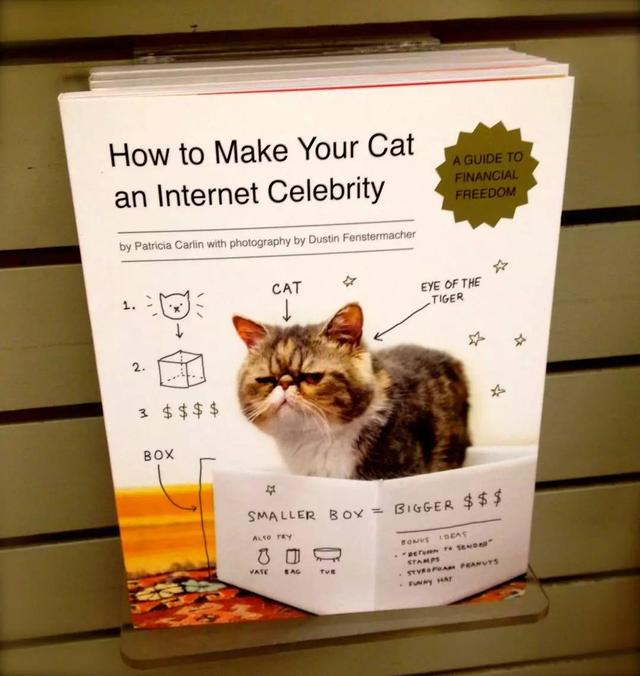视频致富猫养成游戏_致富经养猫视频_致富经豹猫养殖