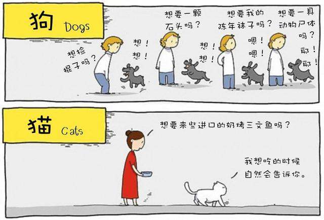视频致富猫养成游戏_致富经豹猫养殖_致富经养猫视频