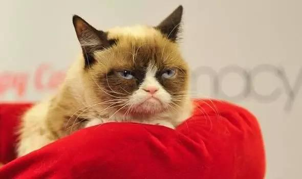 致富经豹猫养殖_致富经养猫视频_视频致富猫养成游戏