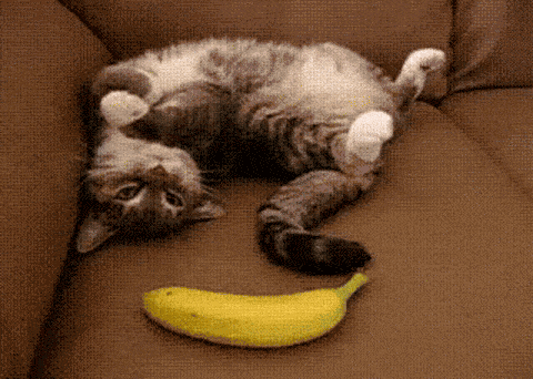 视频致富猫养成游戏_致富经豹猫养殖_致富经养猫视频