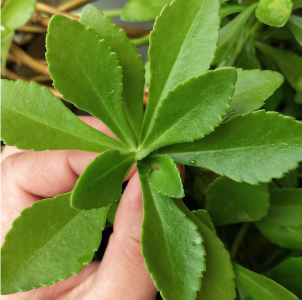种植致富好项目_致富种植视频全集_科学种植致富