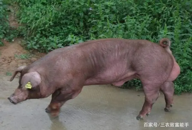吉林养殖业什么最赚钱农村_吉林农村养殖好项目_吉林养殖致富项目