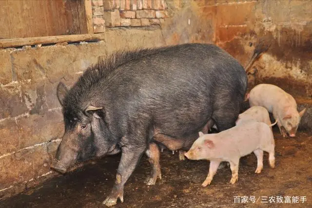 吉林农村养殖好项目_吉林养殖业什么最赚钱农村_吉林养殖致富项目