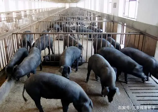 吉林养殖致富项目_吉林养殖业什么最赚钱农村_吉林农村养殖好项目