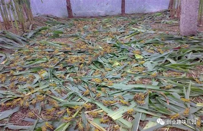 养殖致富经_阳光养殖致富吗_致富养殖业