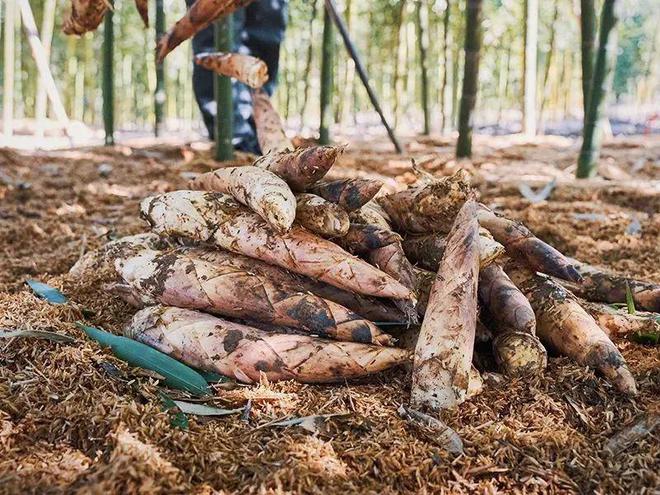 种植雷笋致富_雷竹笋亩产量_雷竹笋种植技术视频