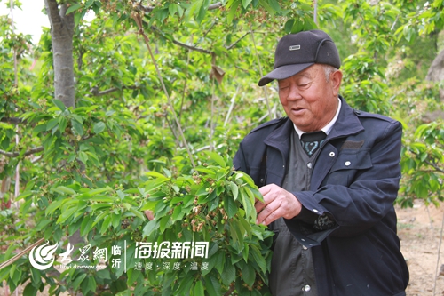 致富经大樱桃种植视频_致富经大樱桃2017_致富经樱桃种植