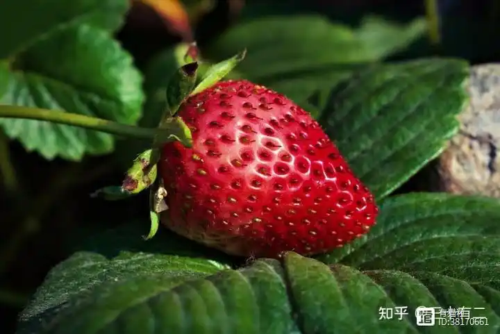 致富野菜种植方法_种野菜致富的陷阱_野菜种植致富