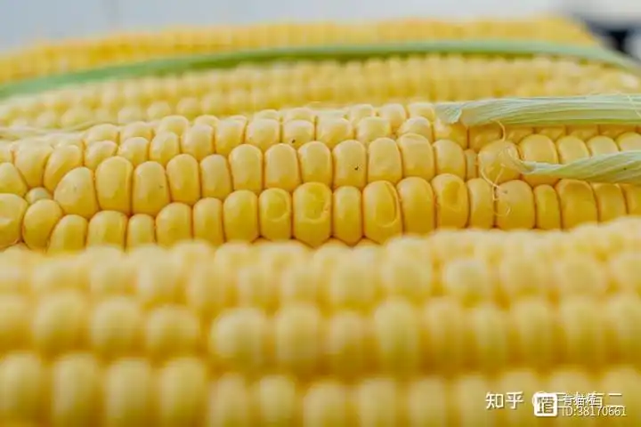 野菜种植致富_种野菜致富的陷阱_致富野菜种植方法