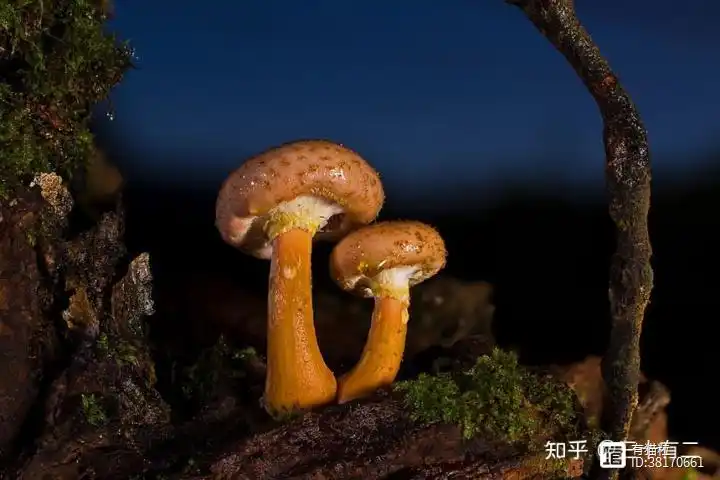 致富野菜种植方法_种野菜致富的陷阱_野菜种植致富