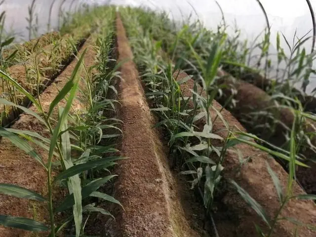 致富生姜大棚种植视频_生姜大棚栽培技术视频教程_致富经大棚生姜种植