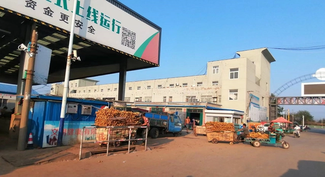 致富生姜大棚种植视频_生姜大棚栽培技术视频教程_致富经大棚生姜种植