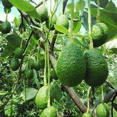 菲油果种植技术_菲油果苗哪个品种好_菲油果种植的经济效益