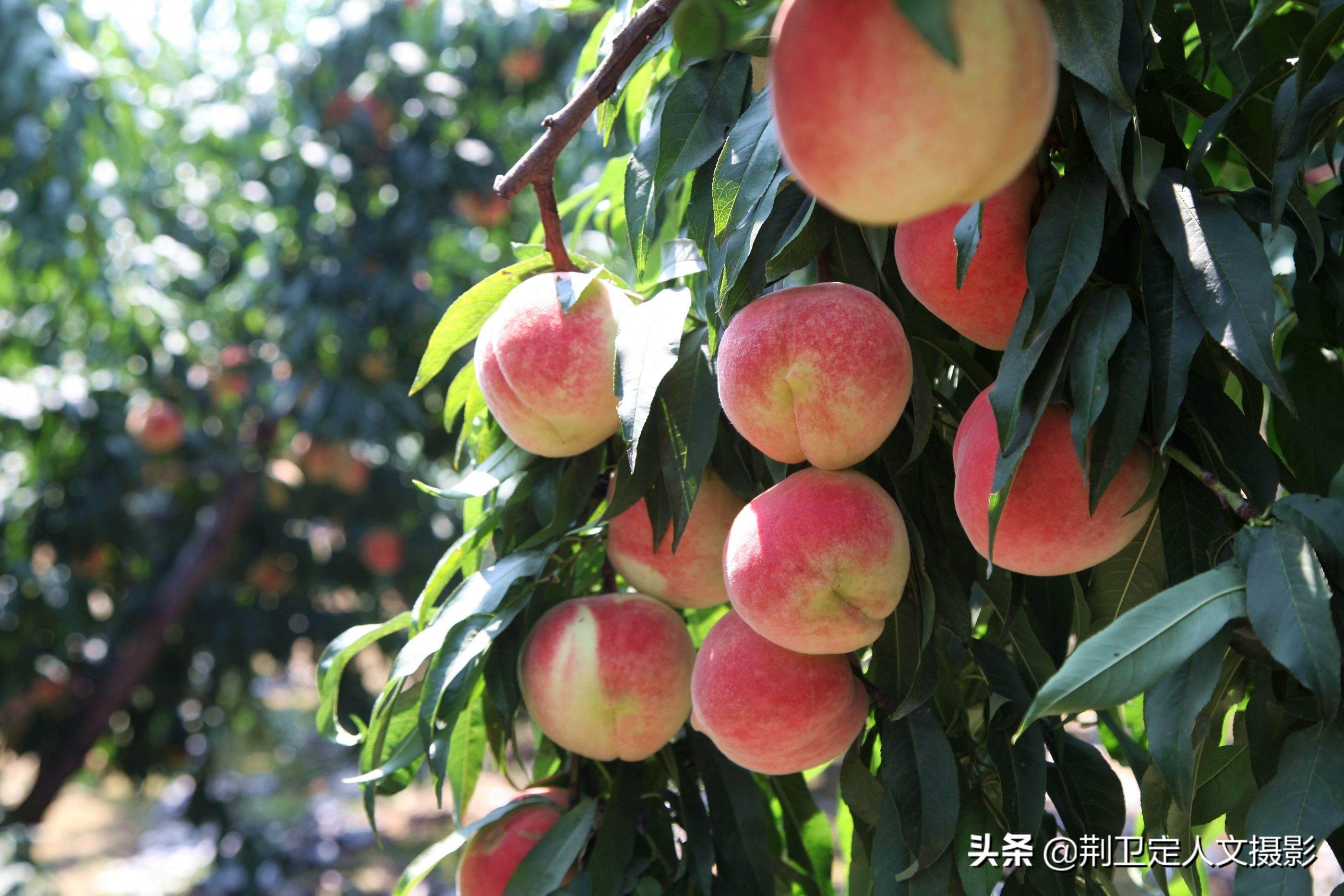 中年农民种植蓬莱红桃6年不放弃，结出桃王1斤半，年收入30万