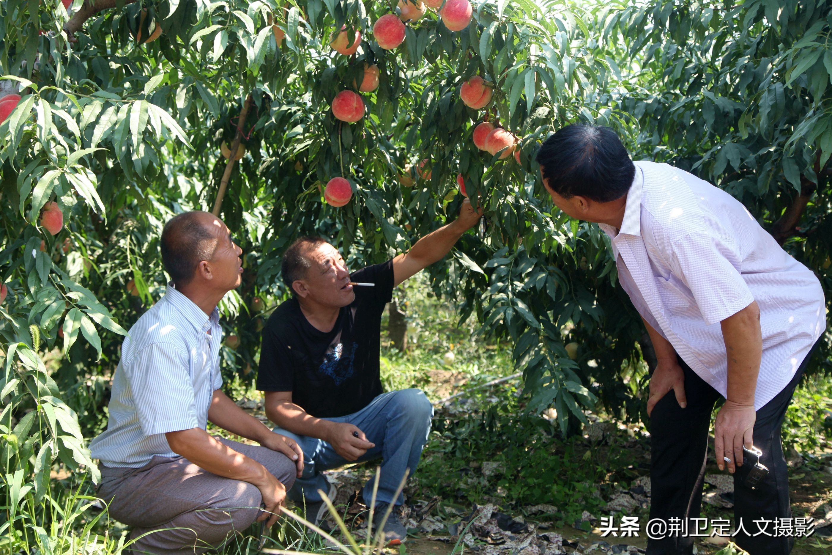 中年农民种植蓬莱红桃6年不放弃，结出桃王1斤半，年收入30万