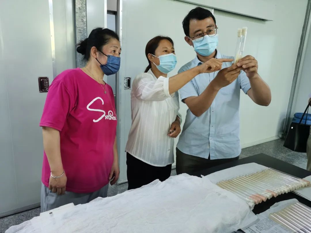 滑子蘑养殖技术_滑子蘑的种植技术_滑子蘑栽培技术视频