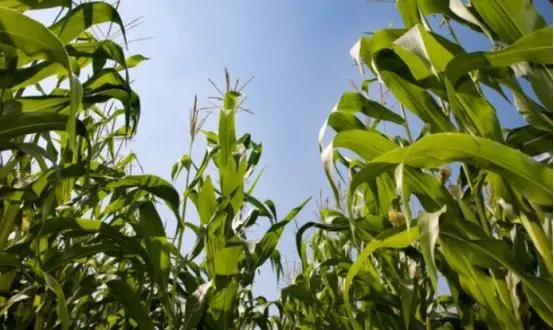 视频西瓜高产种植技术教程_西瓜种植视频教程_高产西瓜种植技术视频
