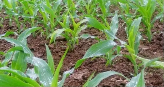 视频西瓜高产种植技术教程_西瓜种植视频教程_高产西瓜种植技术视频