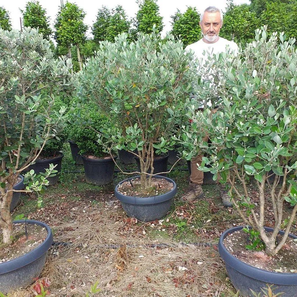 菲油果种植的经济效益_菲油果种植技术_菲油果树种植