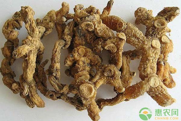 黄精怎么种植？黄精的田间管理栽培技术-图片版权归惠农网所有