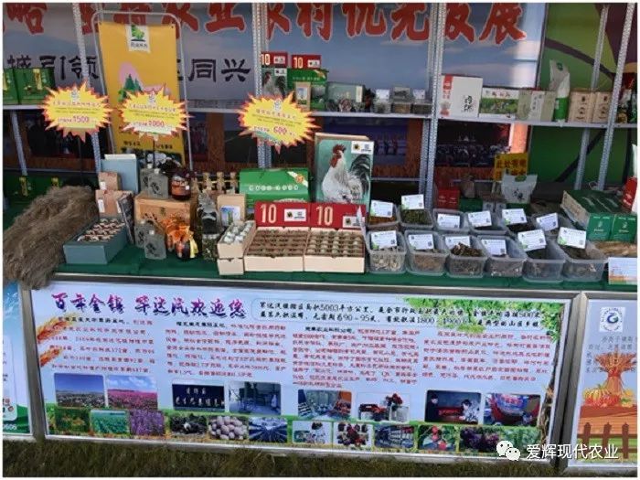 滑子蘑养殖前景怎么样_滑子蘑的种植技术_滑子蘑养殖技术