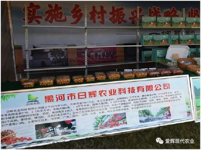 滑子蘑养殖技术_滑子蘑的种植技术_滑子蘑养殖前景怎么样