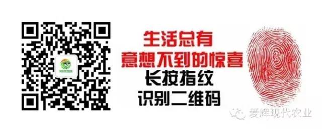 滑子蘑养殖前景怎么样_滑子蘑养殖技术_滑子蘑的种植技术